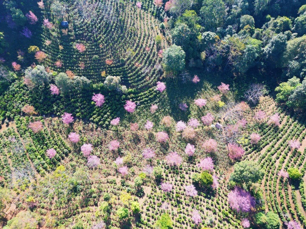 Aerial view of pink winter cherry blossom trees scattered across terraced tea gardens on Jingmai Mountain.