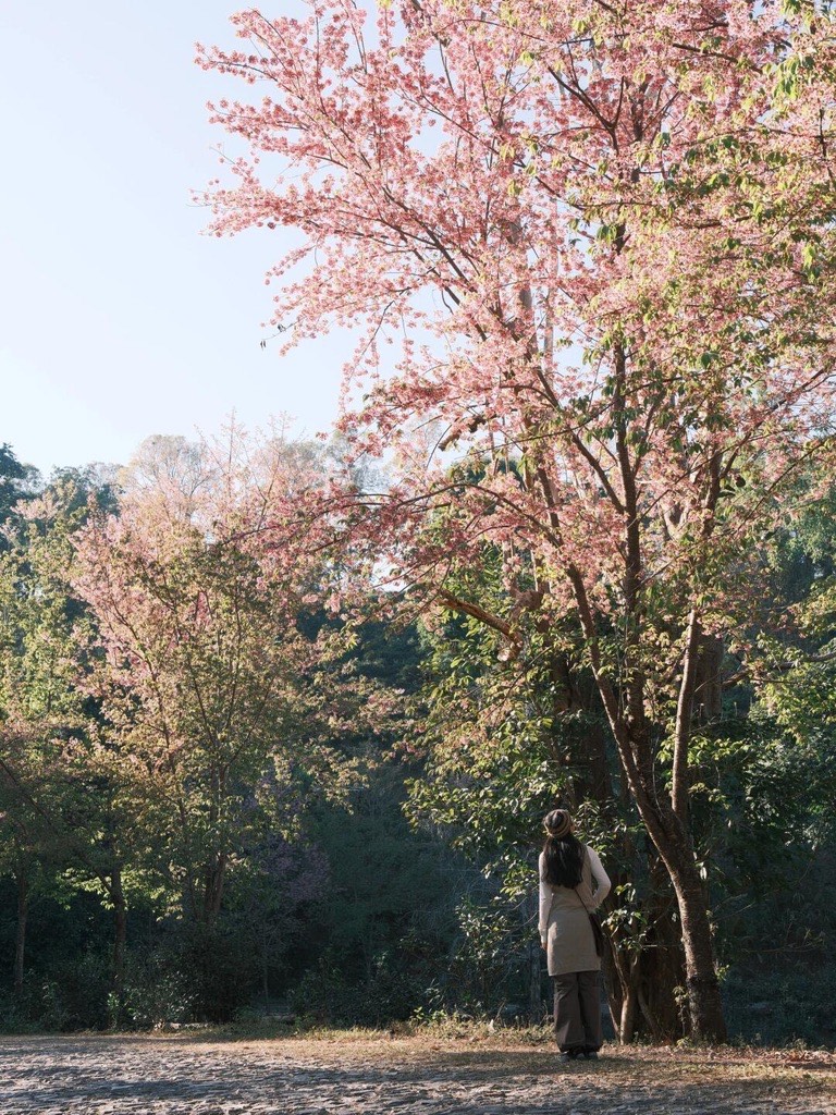 Woman stands beneath a tall pink cherry blossom tree in a sunlit forest clearing on Jingmai Mountain