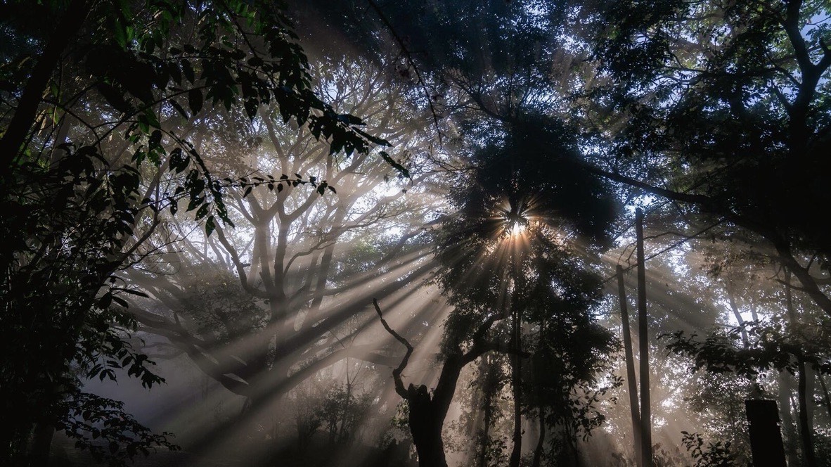 Sunbeams stream through the misty canopy of a dense old-growth forest on Jingmai Mountain
