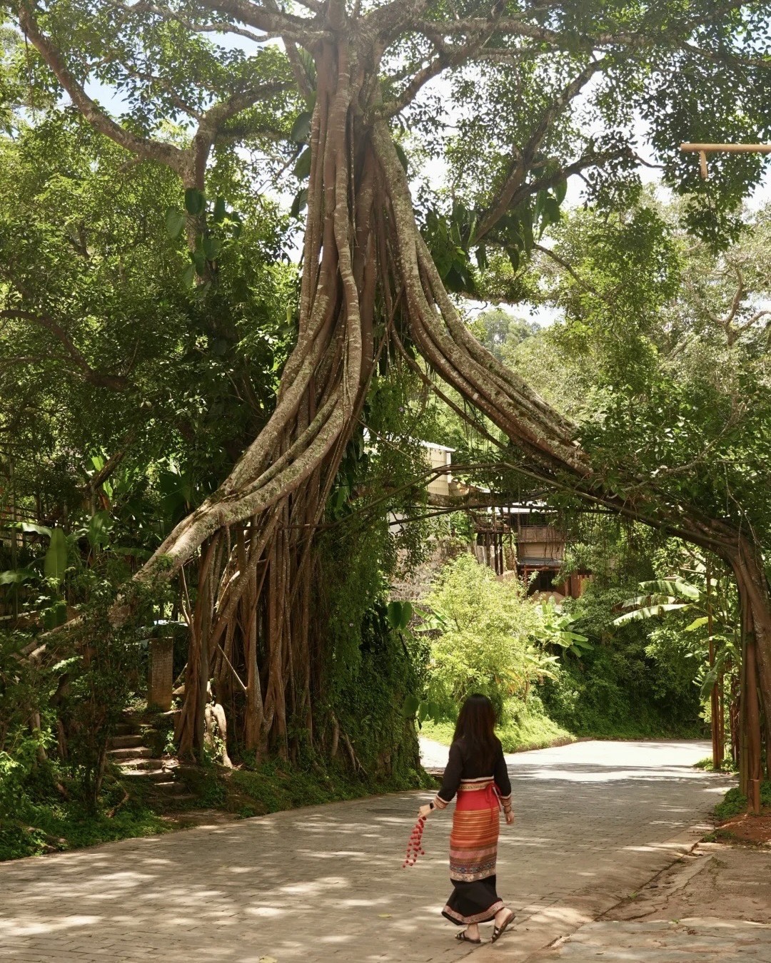 Woman in traditional dress walking a village lane beneath a giant banyan tree with sprawling aerial roots at Jingmai Mountain.