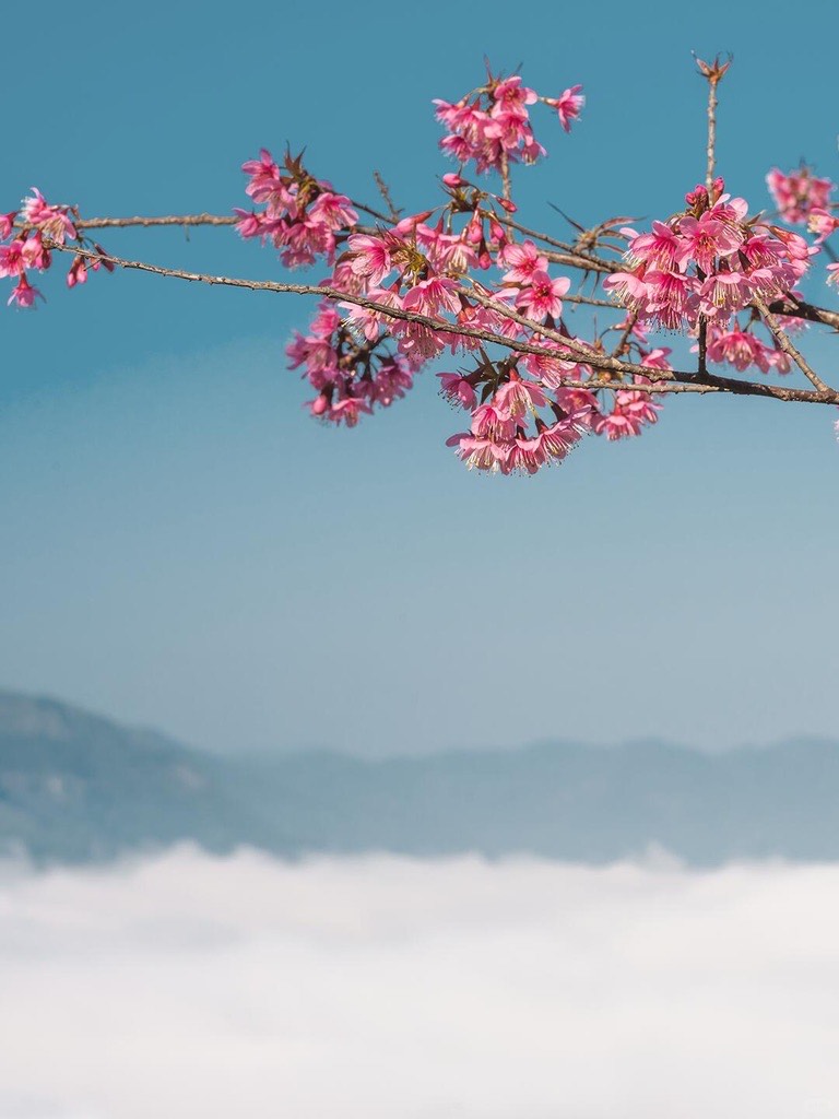 Pink winter cherry blossoms on a bare branch above a sea of clouds and hazy mountains at Jingmai Mountain.