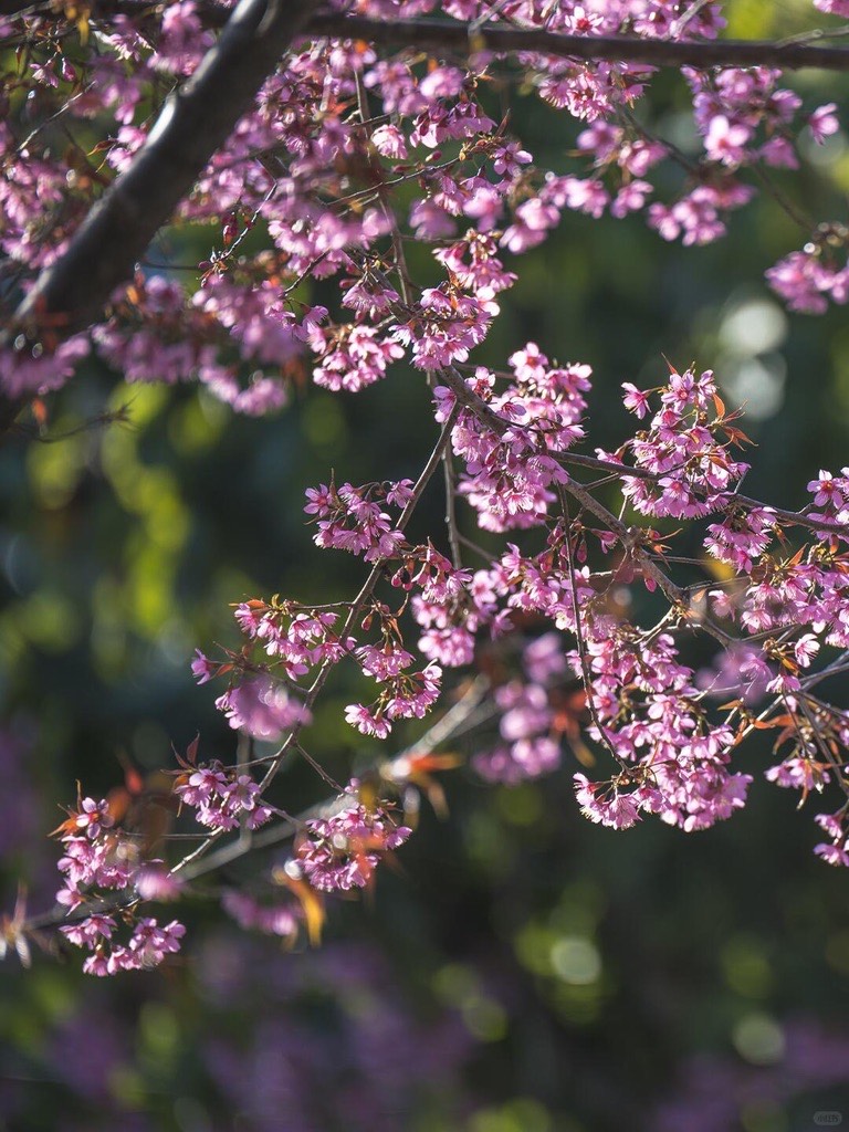 Clusters of pink winter cherry blossoms backlit against a soft green forest canopy at Jingmai Mountain.
