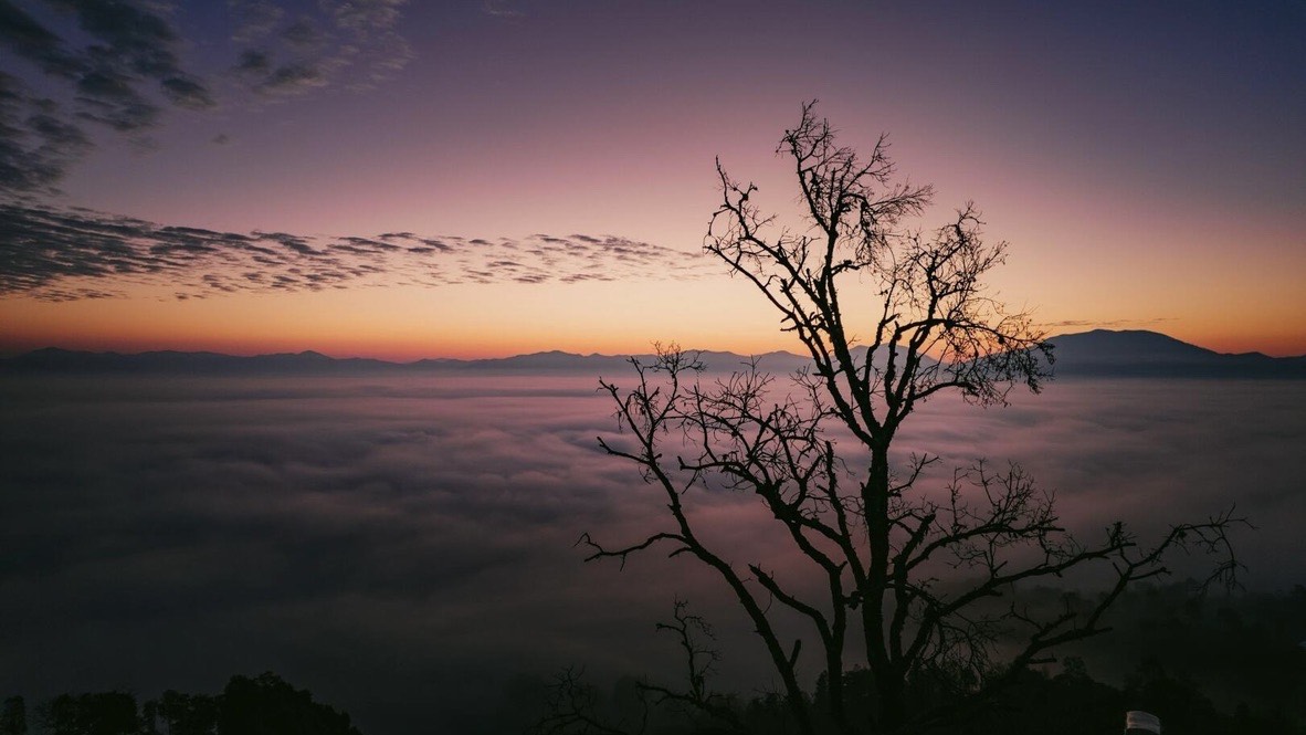 Silhouetted bare tree against a purple and orange sunset sky above a rolling sea of clouds over Jingmai Mountain.