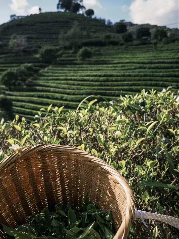 Bamboo basket of freshly picked tea leaves before terraced tea rows on a Jingmai Mountain hillside.
