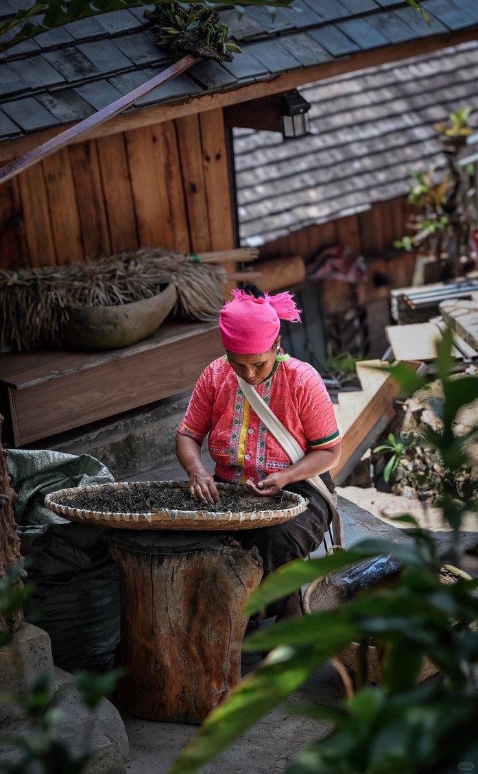 Woman in a pink headscarf sorting dried tea leaves in a wide bamboo tray outside a timber village house on Jingmai Mountain