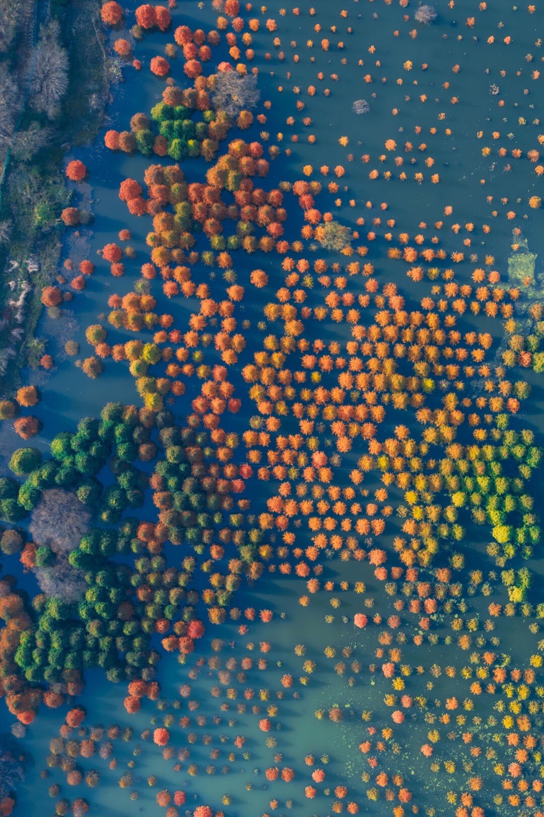 Aerial view of orange and green bald cypress trees standing in still blue floodwater near Kunming in autumn.