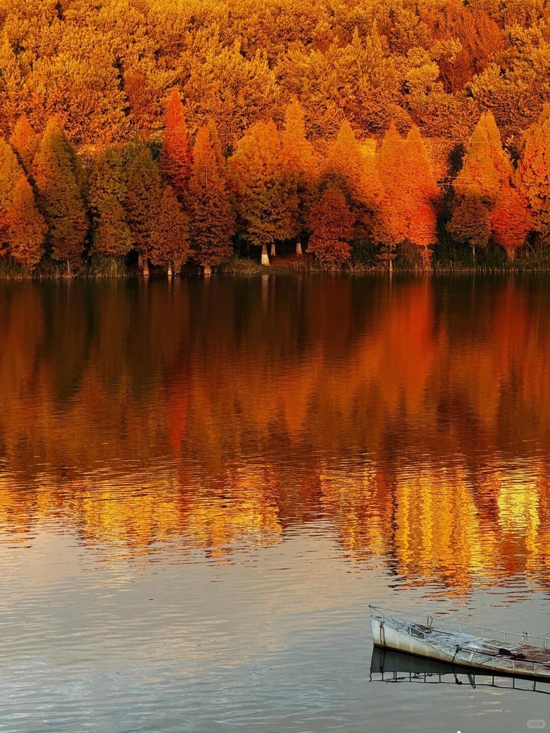 Golden autumn cypress trees mirrored in a calm lake at sunset with a small boat moored near Kunming.