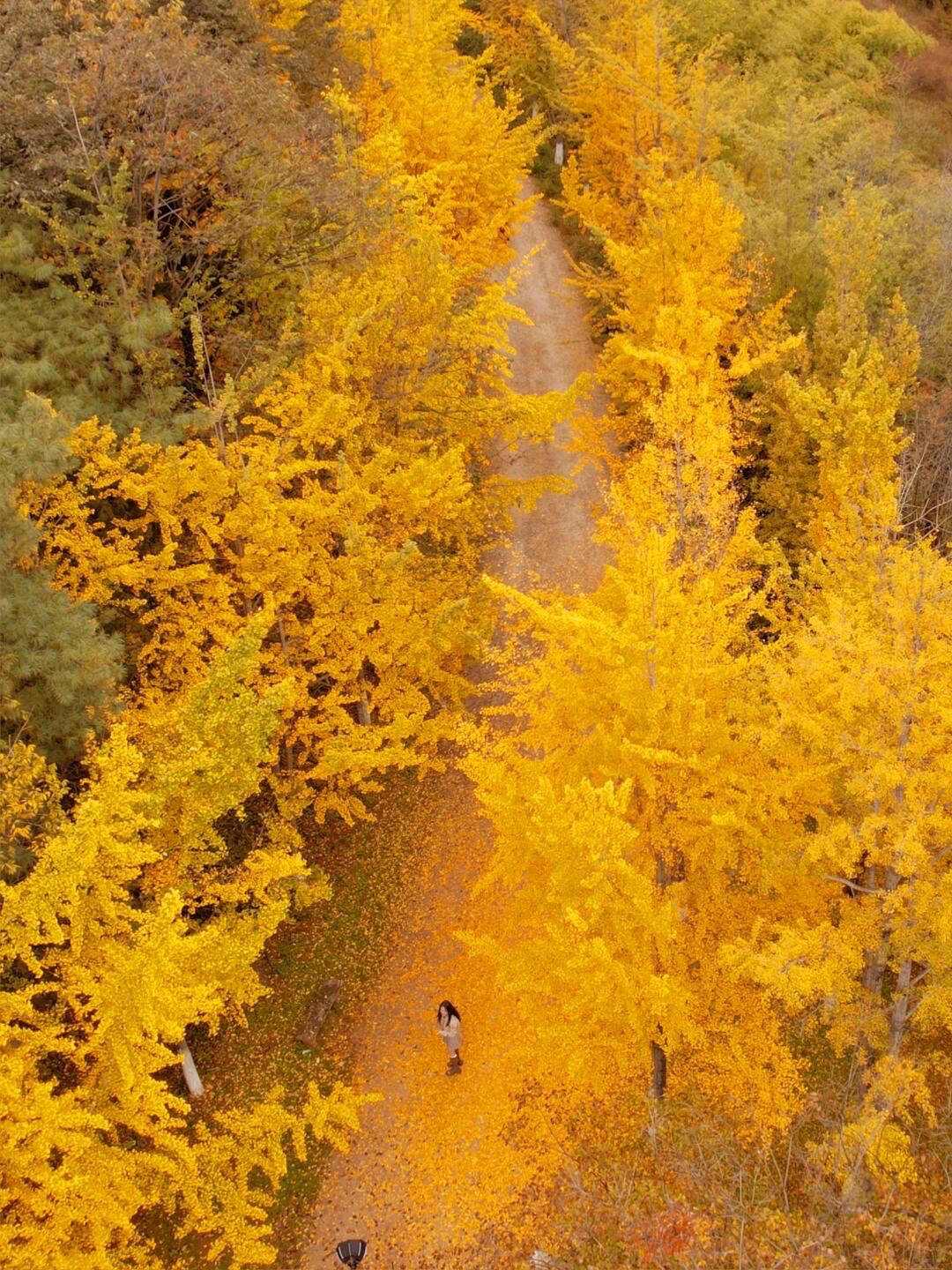 Golden ginkgo trees in autumn lining a leaf-strewn path where a single person walks, seen from above near Kunming.