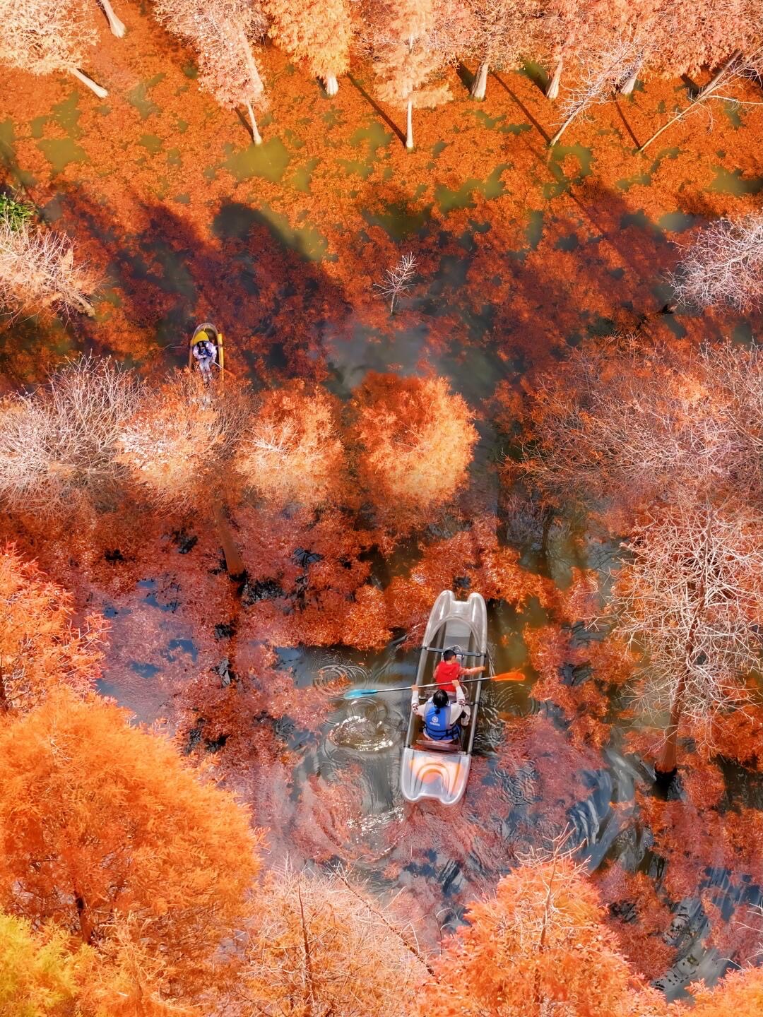 Visitors paddle a clear boat through flooded red autumn cypress forest near Kunming, viewed from above.