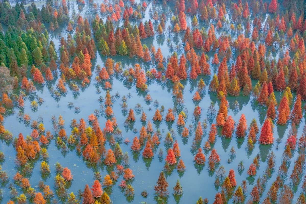 Aerial view of red and orange autumn cypress trees standing in flooded wetland water near Kunming.
