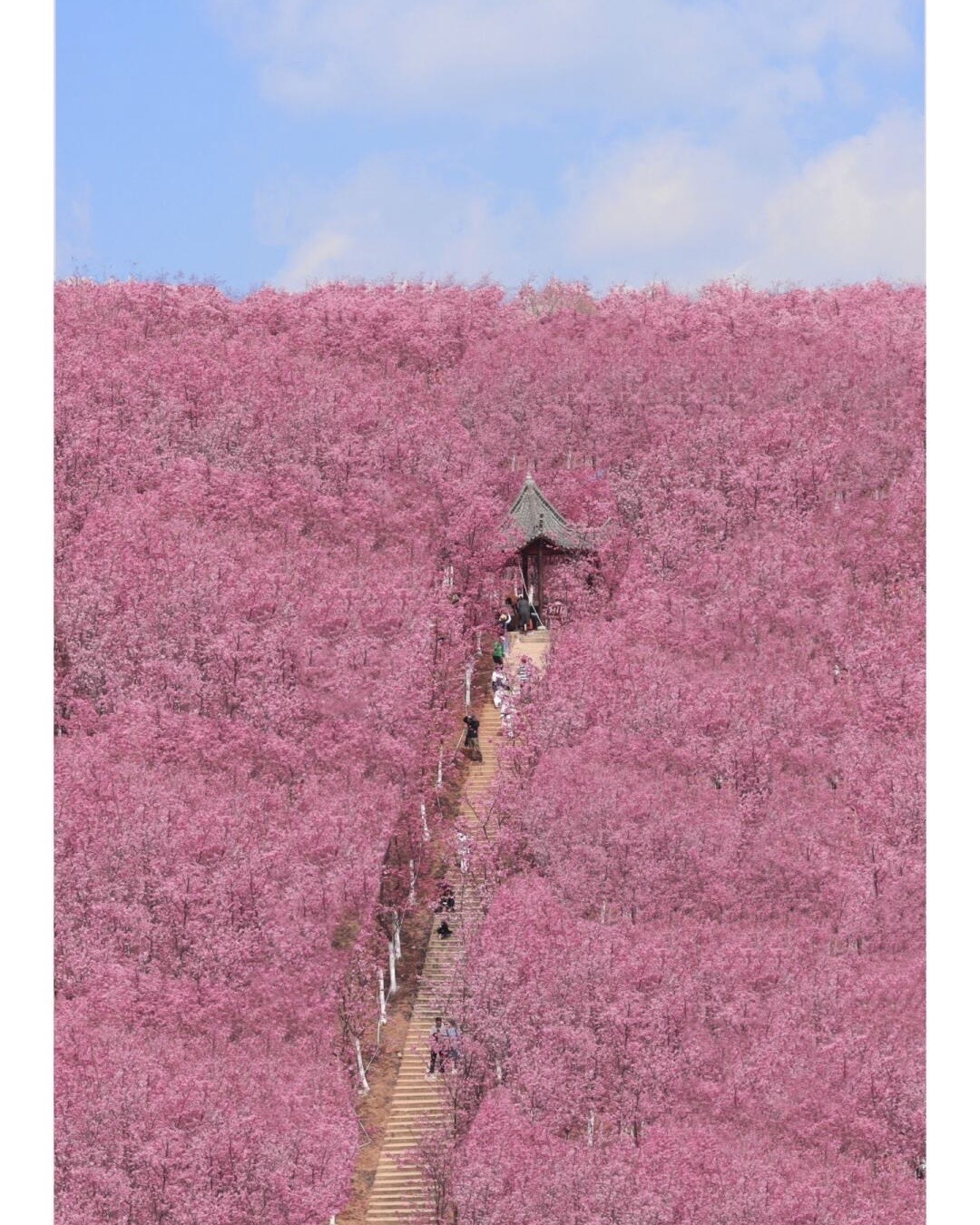 A stone pavilion and long staircase climb a hillside blanketed in pink cherry blossom near Kunming.
