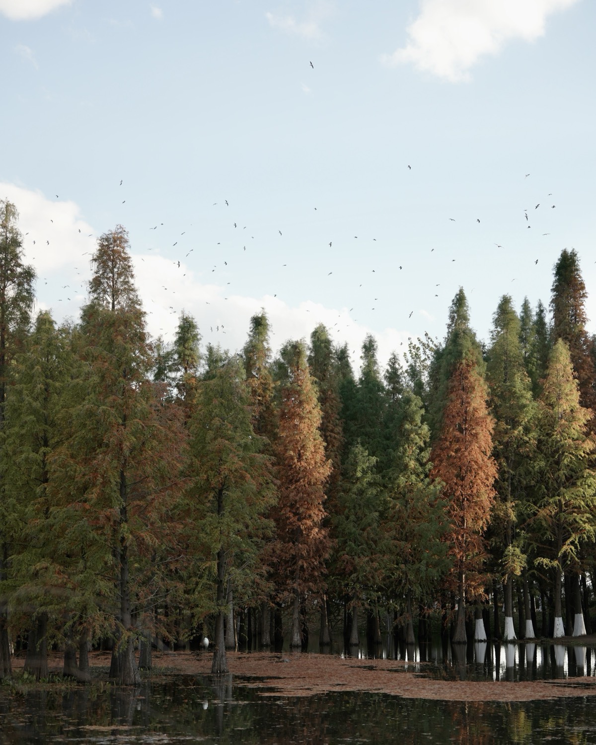 Rows of green and russet cypress trees rising from still water as a flock of birds circles the pale sky above.