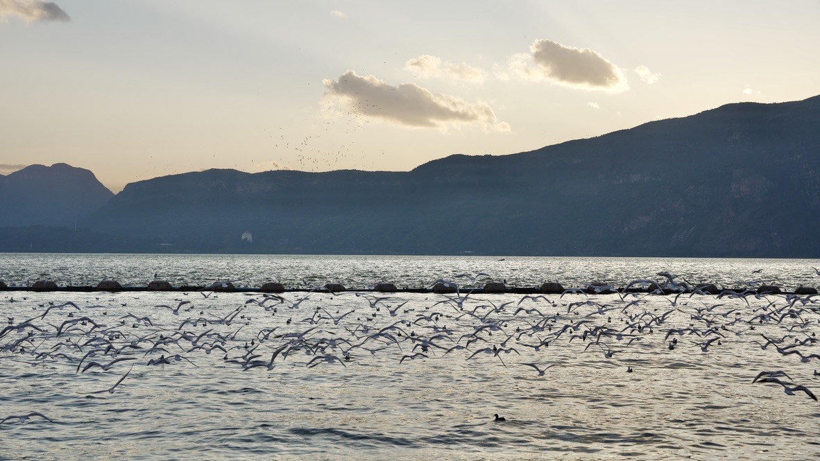 Flock of gulls skimming Dianchi Lake at dusk with the wooded ridge of West Mountain silhouetted beyond.