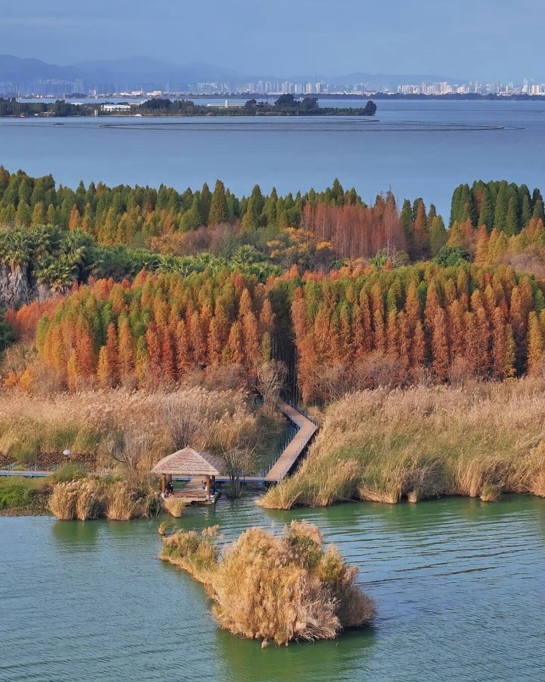 Wooden boardwalk and thatched pavilion winding through autumn cypress and reed beds beside Dianchi Lake with the city skyline behind.
