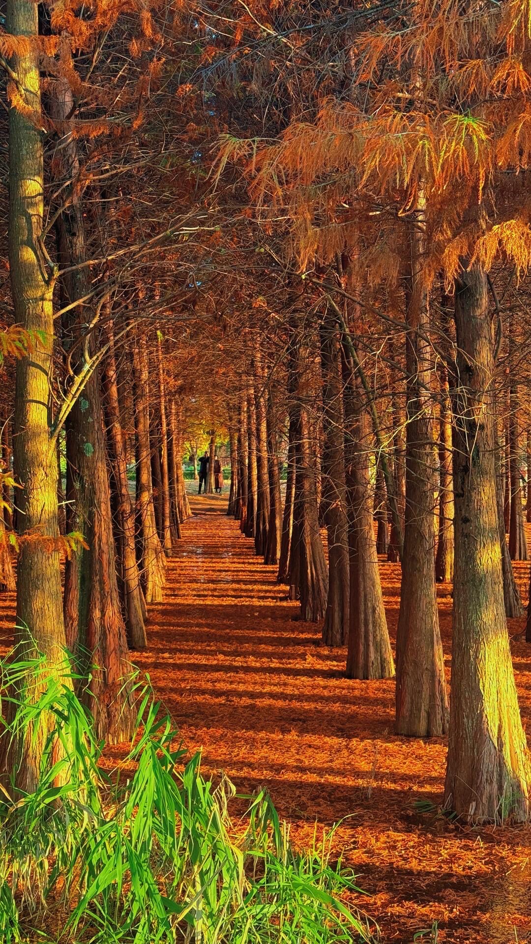 Sunlit avenue of tall cypress trees in autumn colour with a leaf-carpeted path winding through the grove near Kunming.