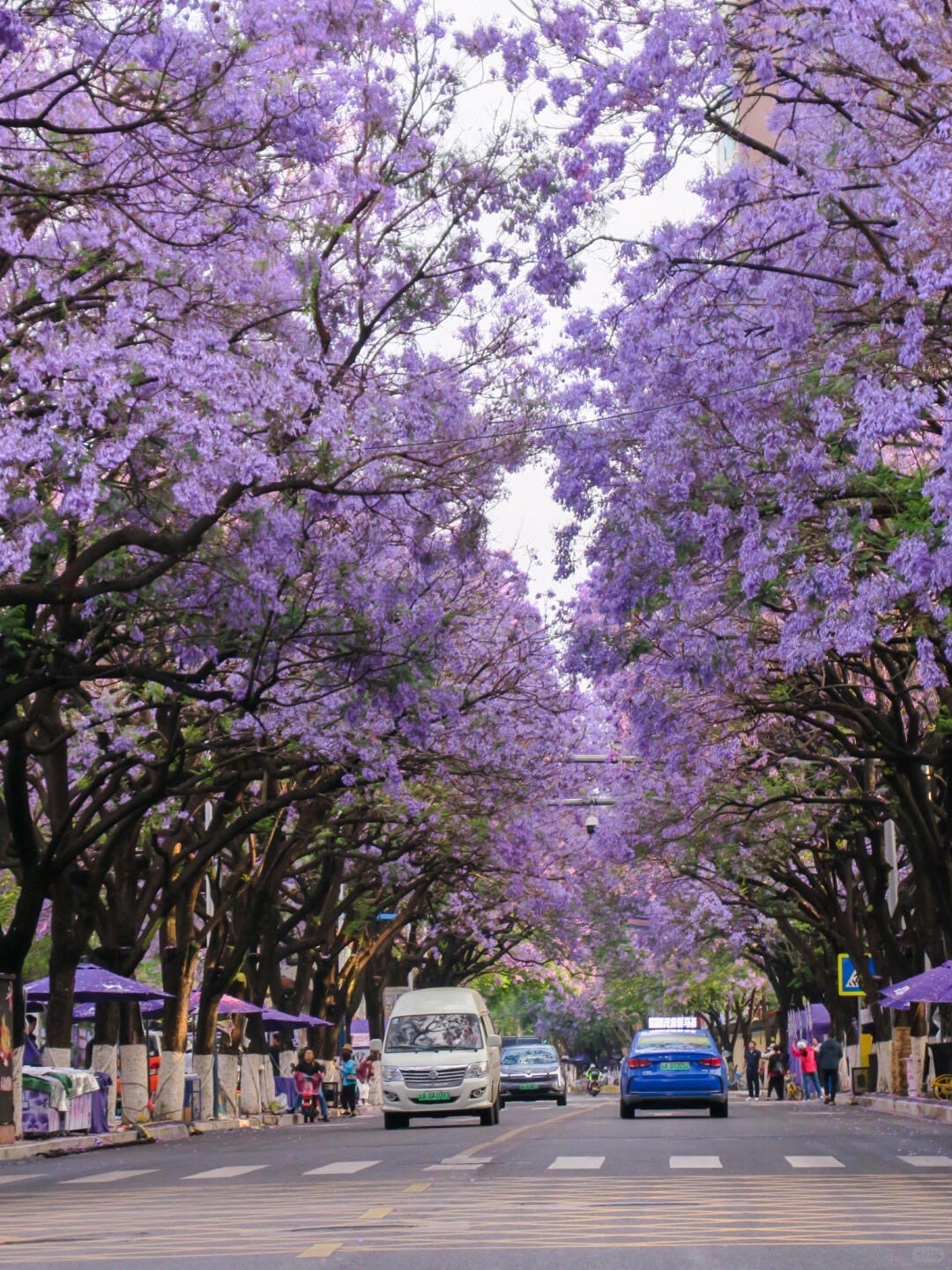 Kunming avenue arched by a tunnel of purple jacaranda blossom with cars and stalls beneath the trees