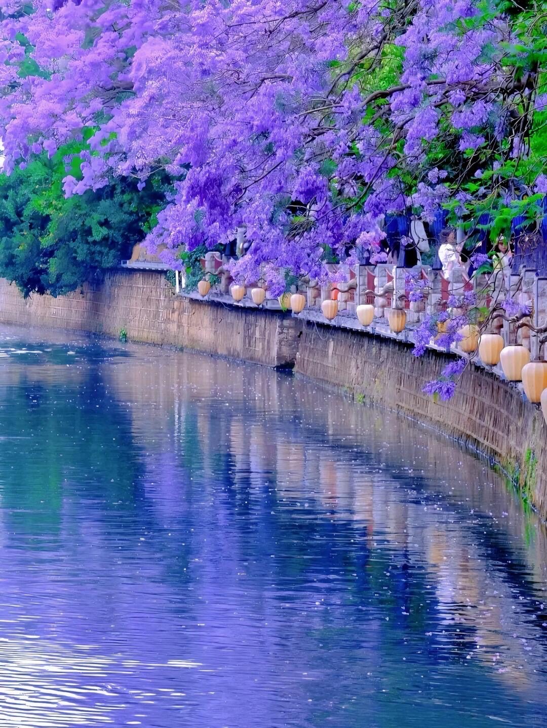 Purple jacaranda in full bloom overhanging a stone canal in Kunming, petals reflected on the calm water