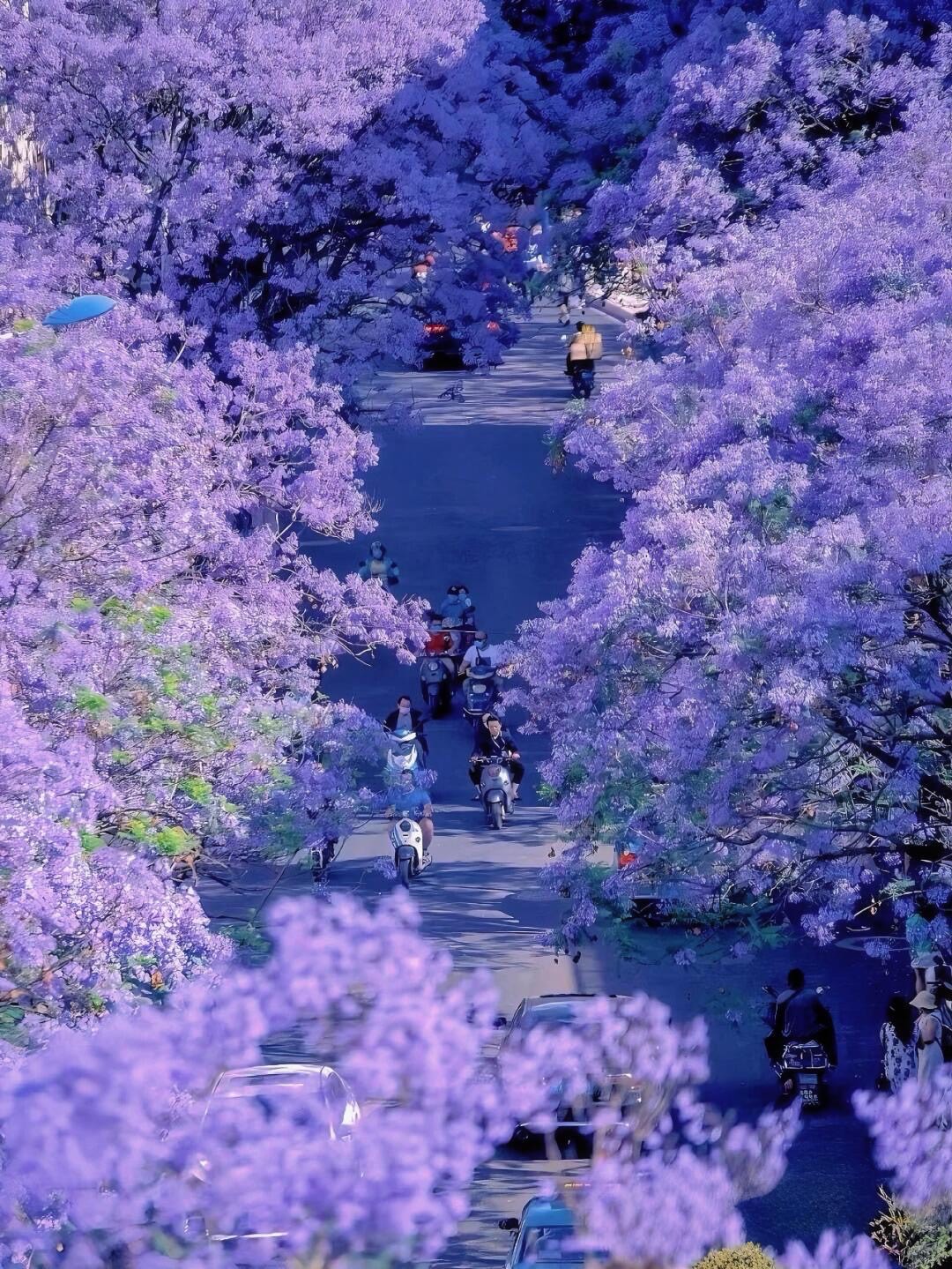 Street canopied by purple jacaranda blossoms with scooters and pedestrians passing beneath the flowering trees in Kunming.