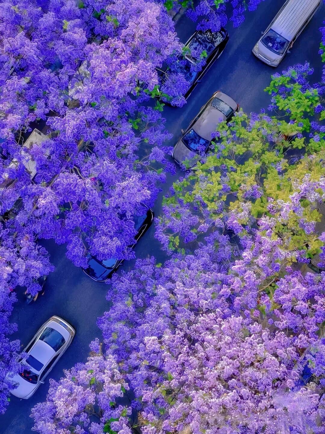 Overhead view of a Kunming street where purple jacaranda canopies spill over parked cars and pavement