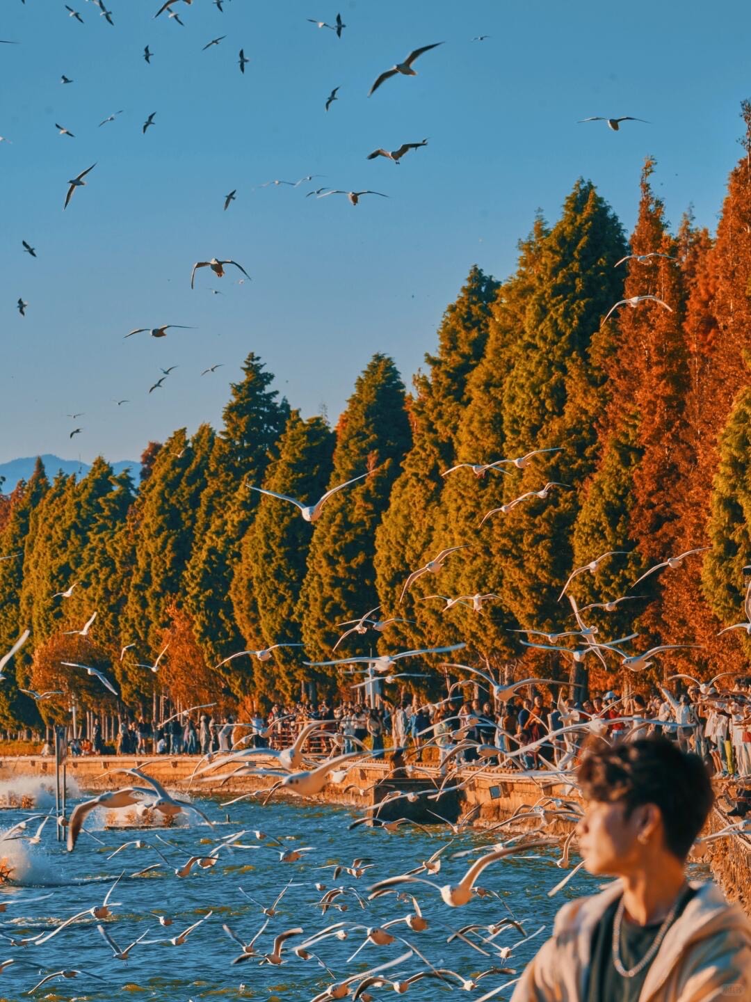 Crowds and wheeling white gulls along a lakeshore lined with green and rust-coloured cypress trees in warm light.