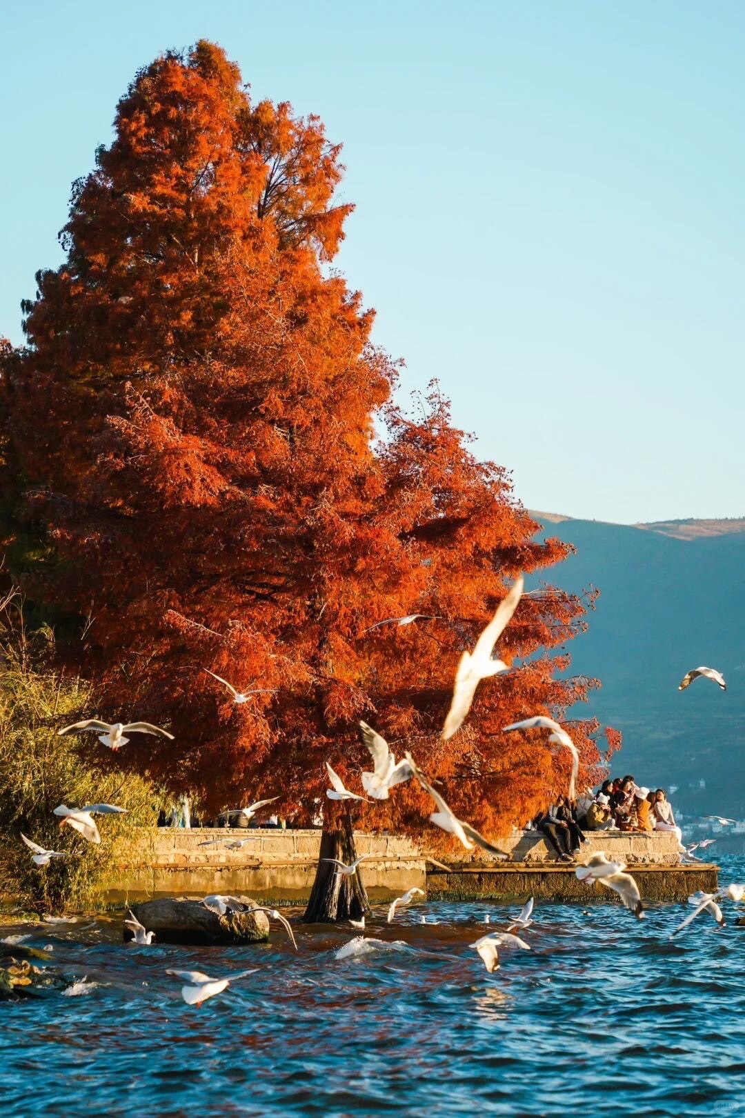A fiery red cypress on a Kunming lakeshore with white seagulls wheeling over blue water and distant hills.