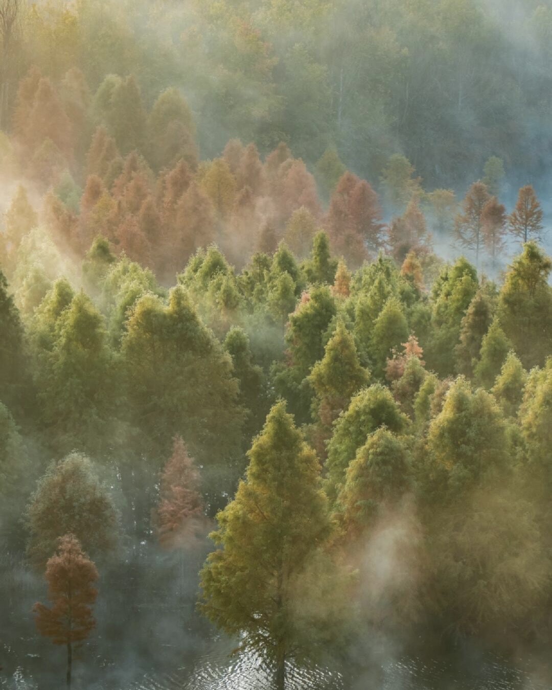 Green and russet cypress trees rising through morning mist above a still lake in autumn near Kunming.