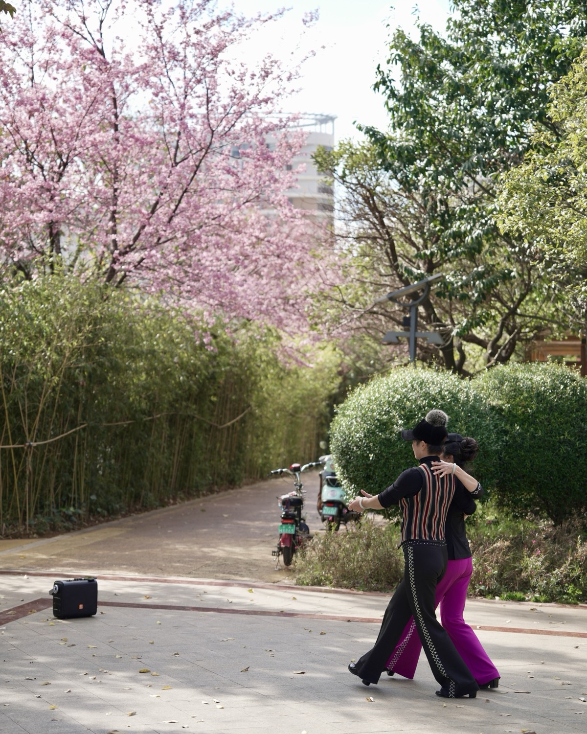 A couple in matching outfits dances on a park path beside blooming pink cherry trees near Kunming.