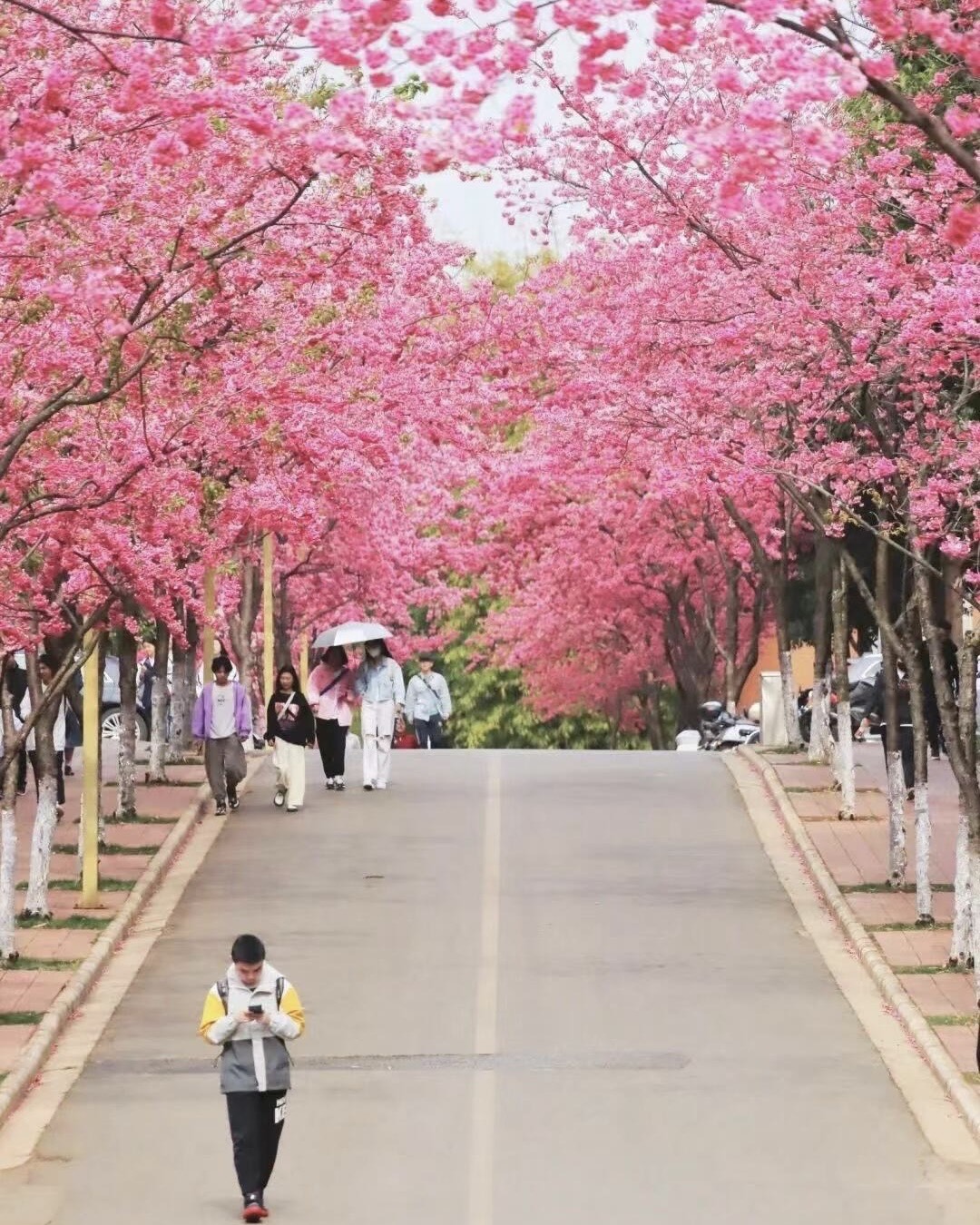 Pedestrians strolling a road tunnelled by vivid pink cherry blossom trees on a Kunming avenue.