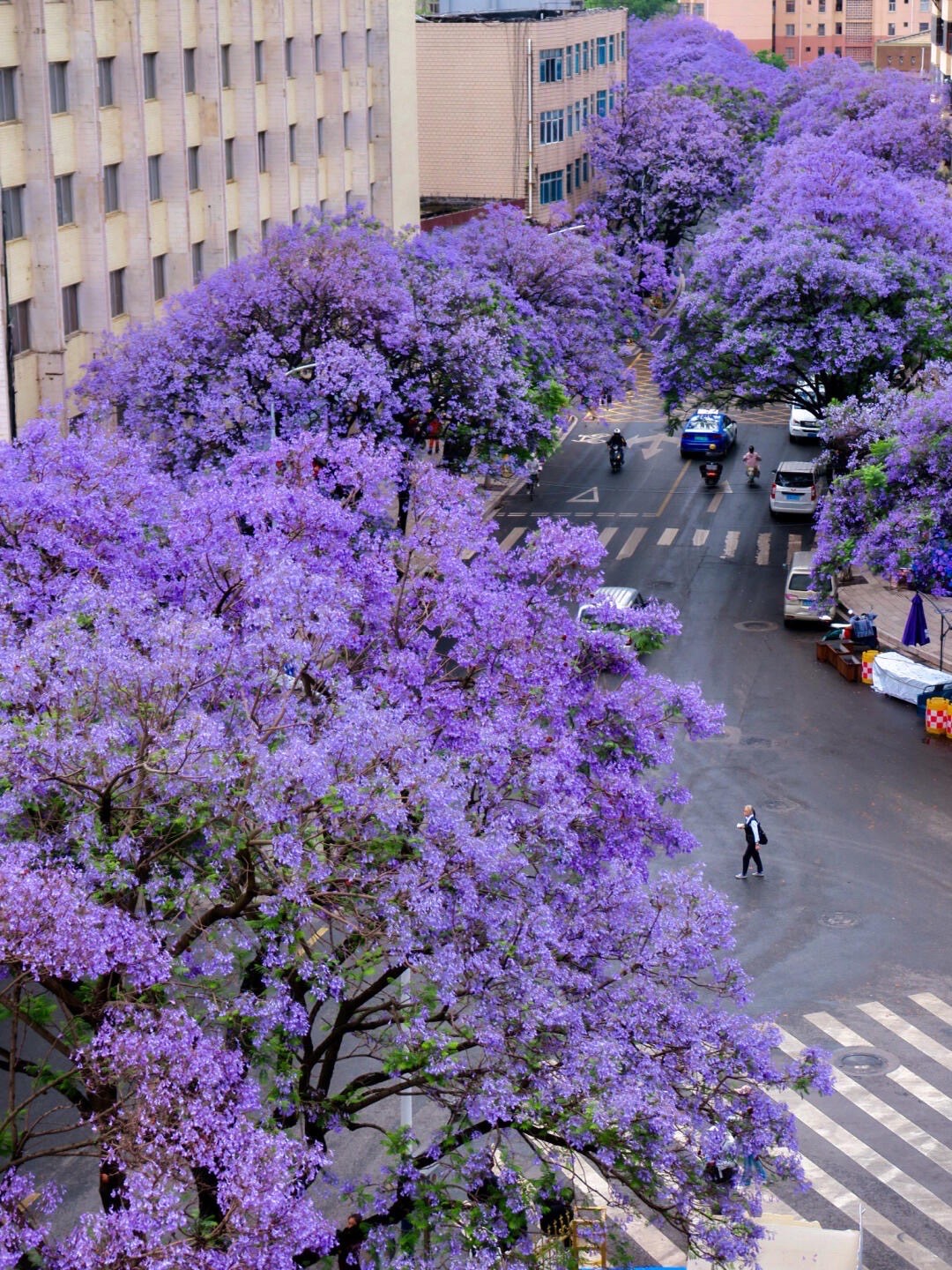 Purple jacaranda trees in full spring bloom lining a Kunming city street with traffic and pedestrians.