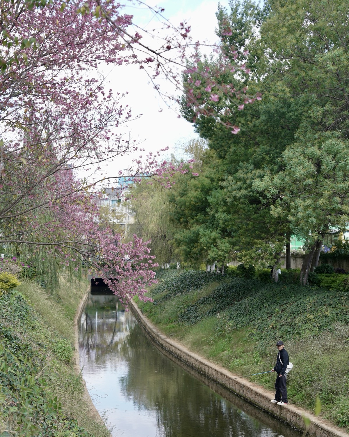 Pink winter cherry blossoms overhang a willow-lined city canal in Kunming as a man fishes from the walkway.