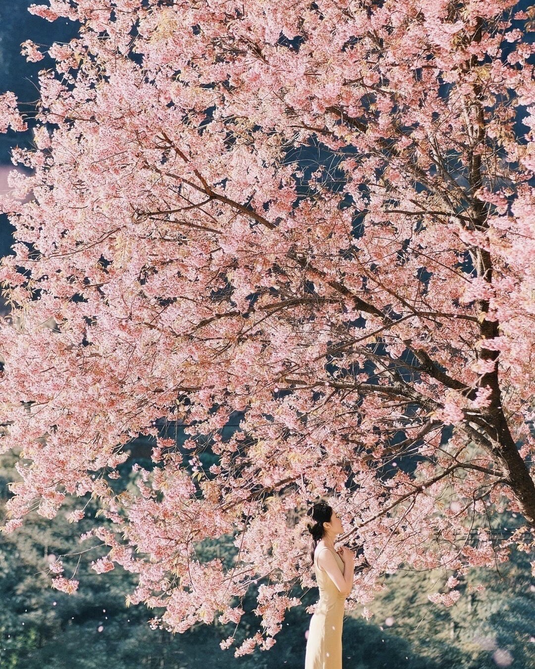 Woman in a cream dress standing beneath a large pink winter cherry blossom tree in full bloom near Kunming.