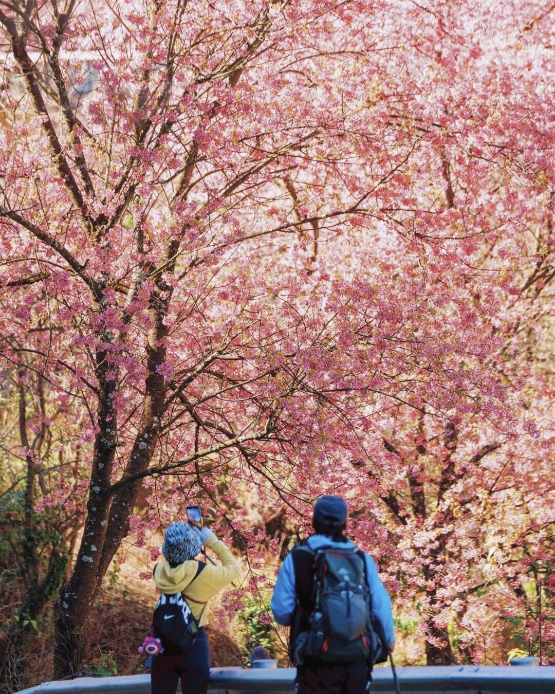 Two visitors with backpacks photographing pink cherry blossoms in full bloom on a winter trail near Kunming.