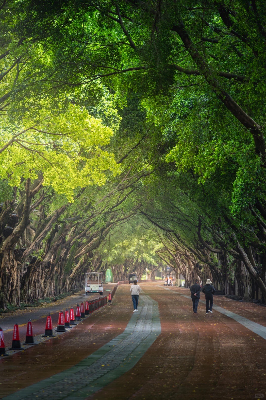 Visitors strolling a red path beneath an arching tunnel of sunlit banyan trees near Leshan.