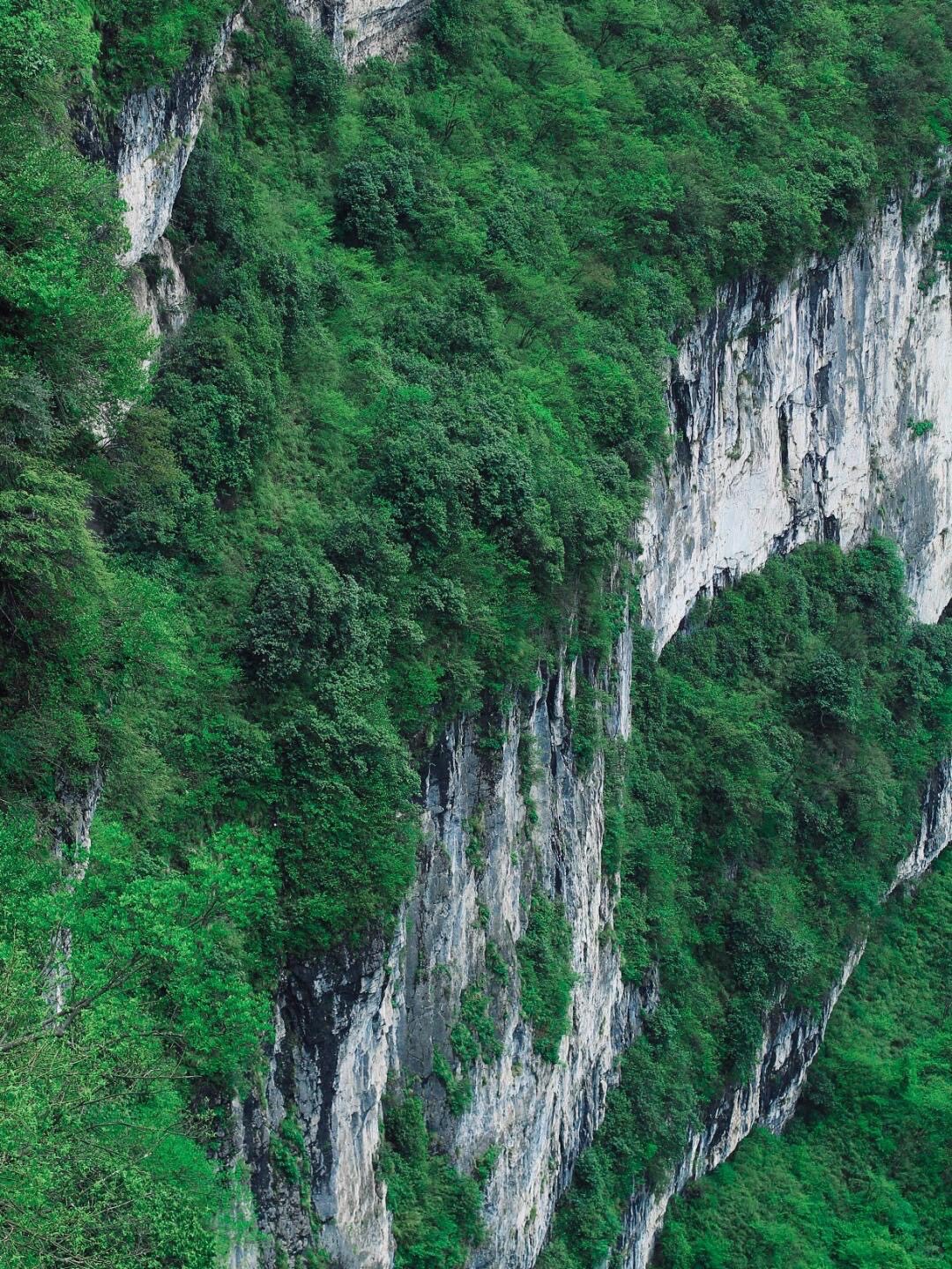 Steep grey limestone cliffs threaded with dense green forest in a gorge near Mount Emei.