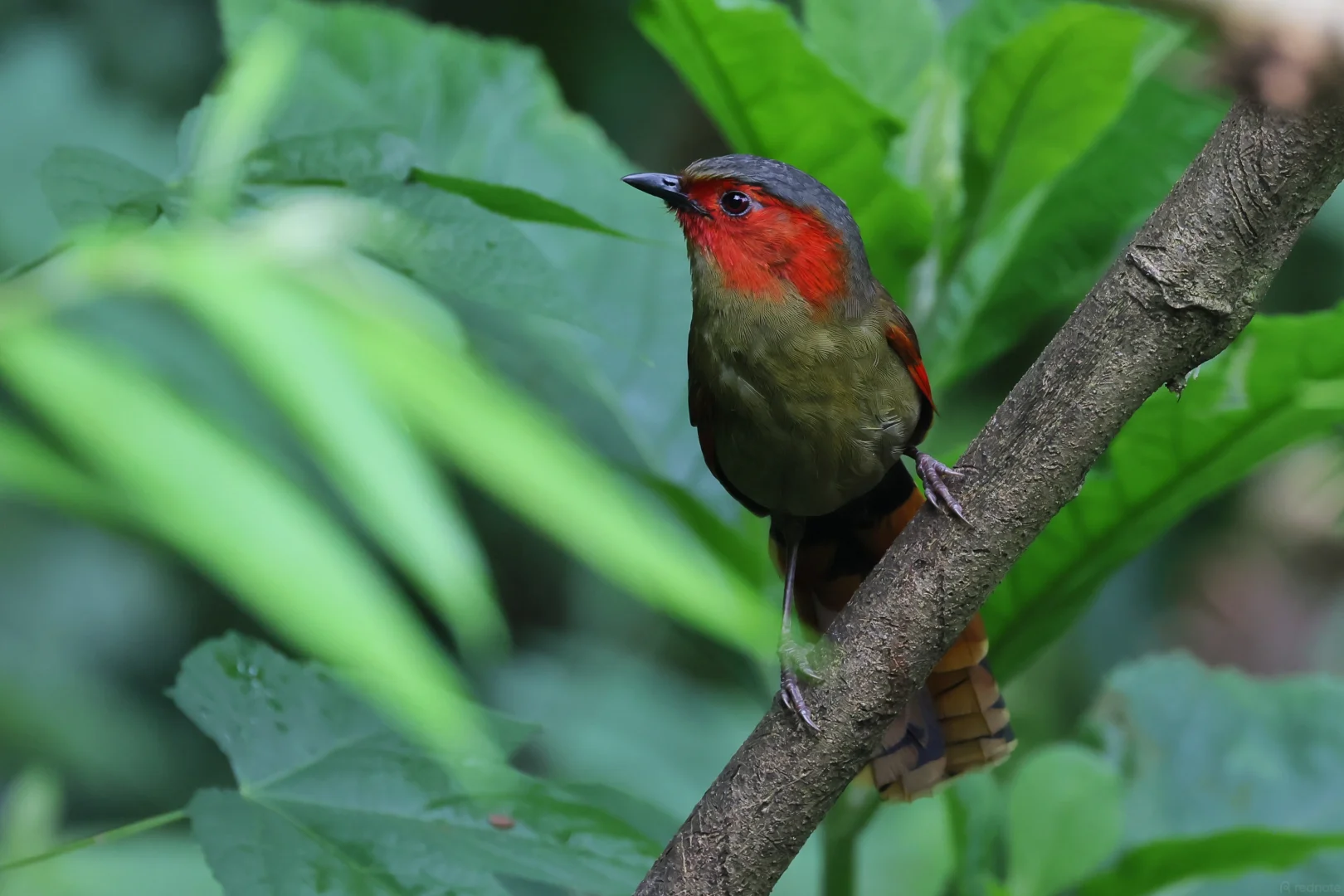 Forest passerines — liocichlas, tits & flycatchers