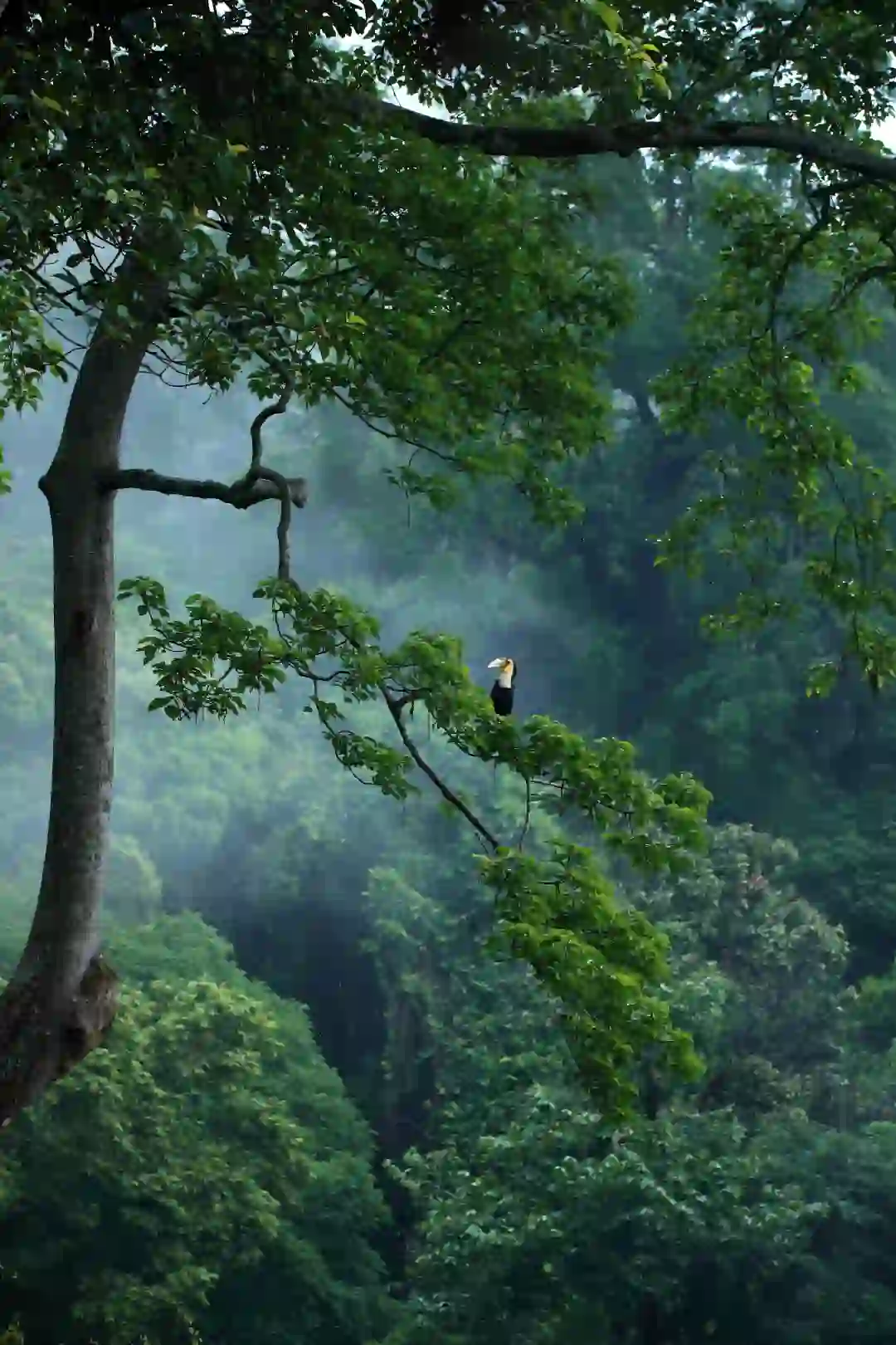 Yingjiang Hornbill Valley — the hornbill cluster