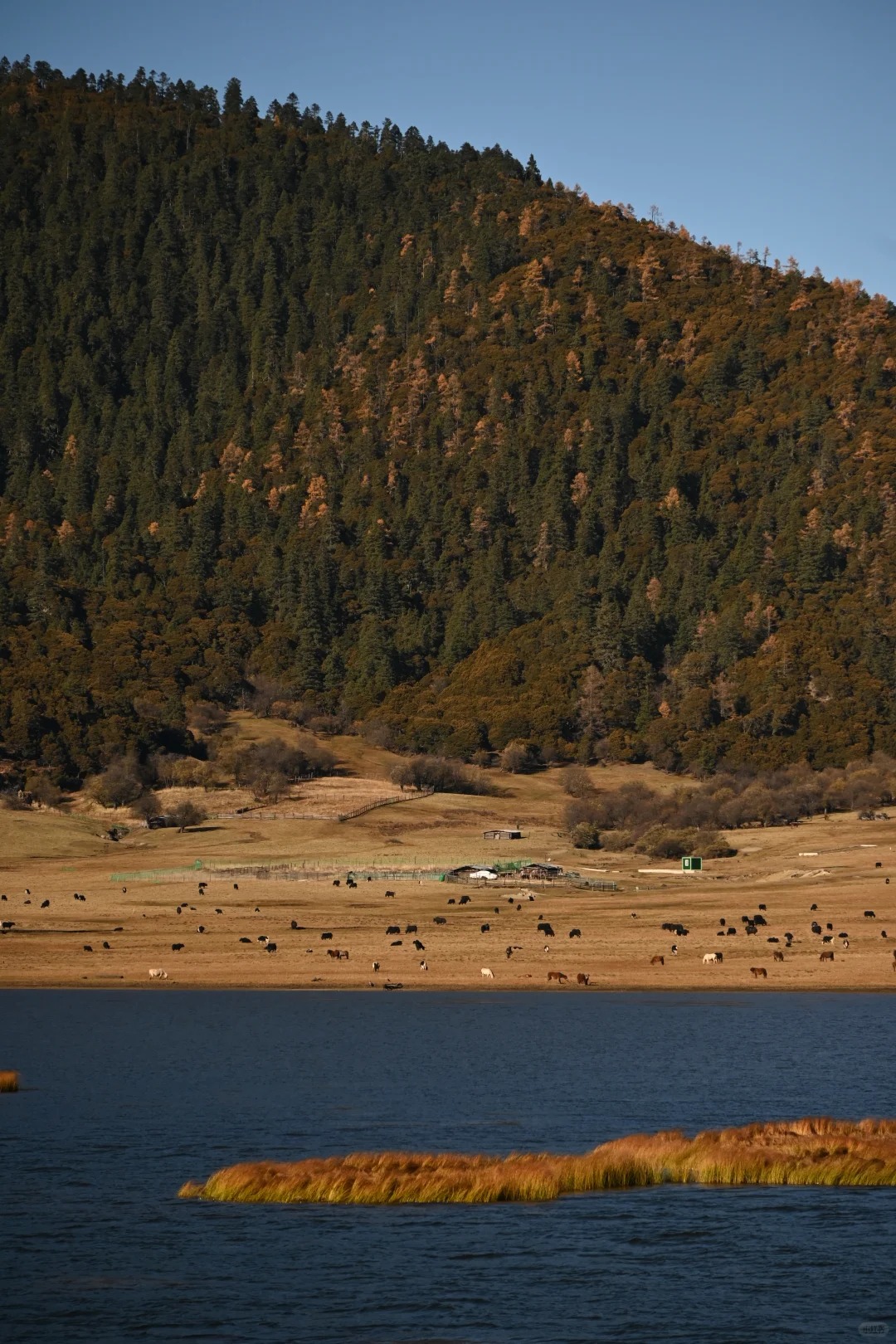 Yaks grazing on the autumn-toned grassland edge of a Shangri-La alpine lake — Pudacuo National Park
