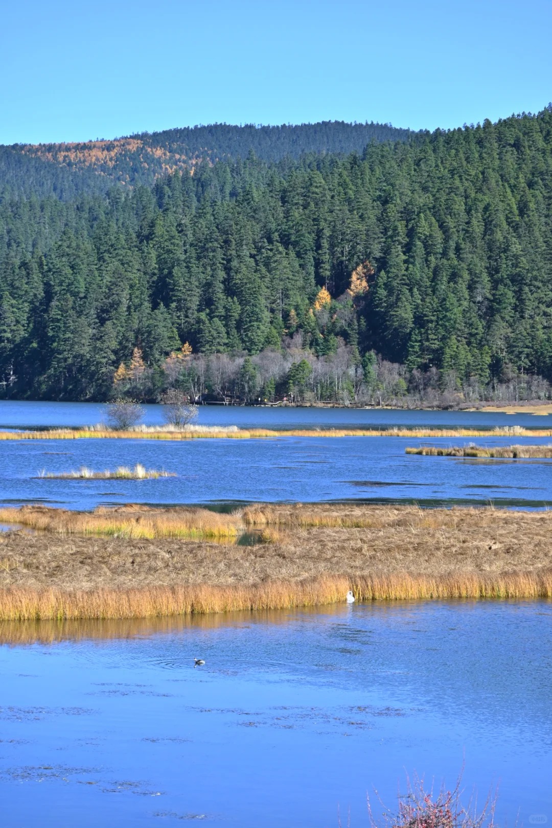 Bitahai-style alpine lake and wetland reeds with old-growth spruce forest beyond — Pudacuo National Park, Shangri-La