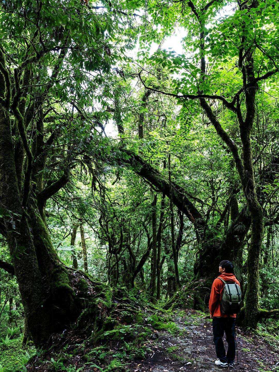 Trekker on a primeval canopy trail above the Nujiang gorge — China's Last Frontier loop