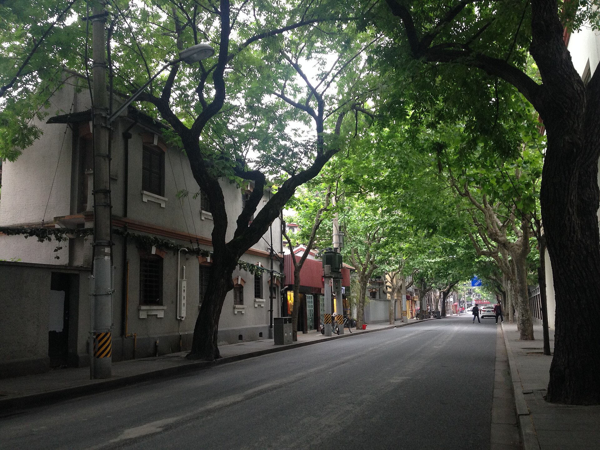 Quiet Wukang Road lined with arching green plane trees (法国梧桐) over the lane, a low heritage villa alongside, former French Concession, Shanghai