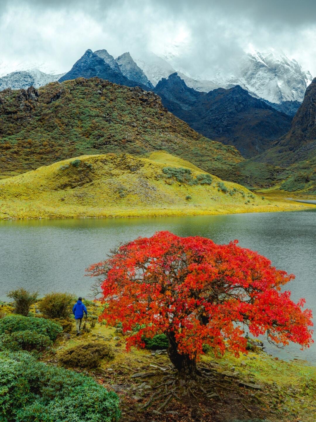 Hiker approaches a fiery red-leaved tree beside an alpine lake below green ridges and cloud-wrapped snow peaks near Shangri-la.