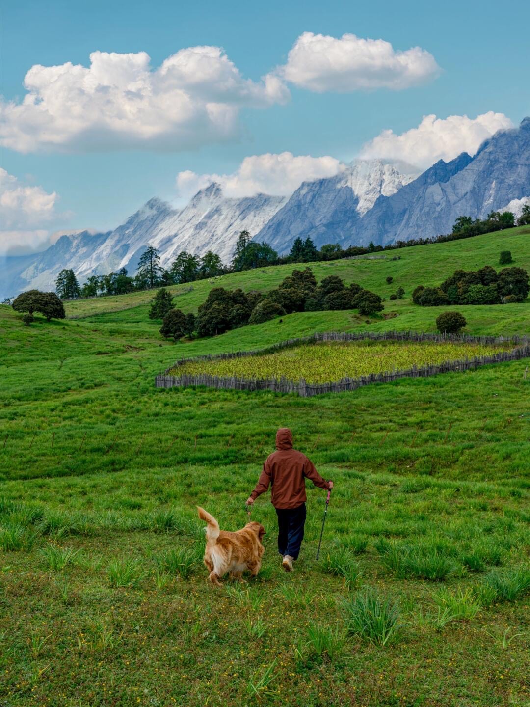 Hiker and golden retriever crossing a green alpine meadow toward snow-capped mountains near Shangri-La.