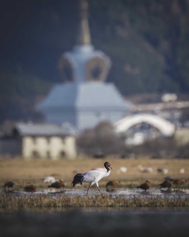 Black-necked crane wading in wetland with a white Tibetan stupa blurred behind at Napa Lake near Shangri-La.