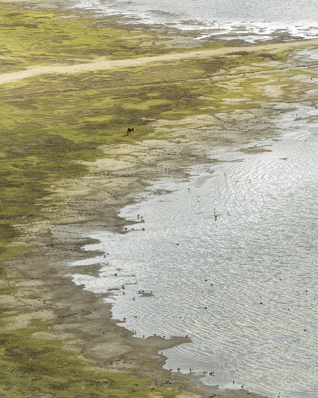 Lone horse grazing on green wetland meadows beside Napa Lake's shallows near Shangri-la, with wading birds along the waterline.