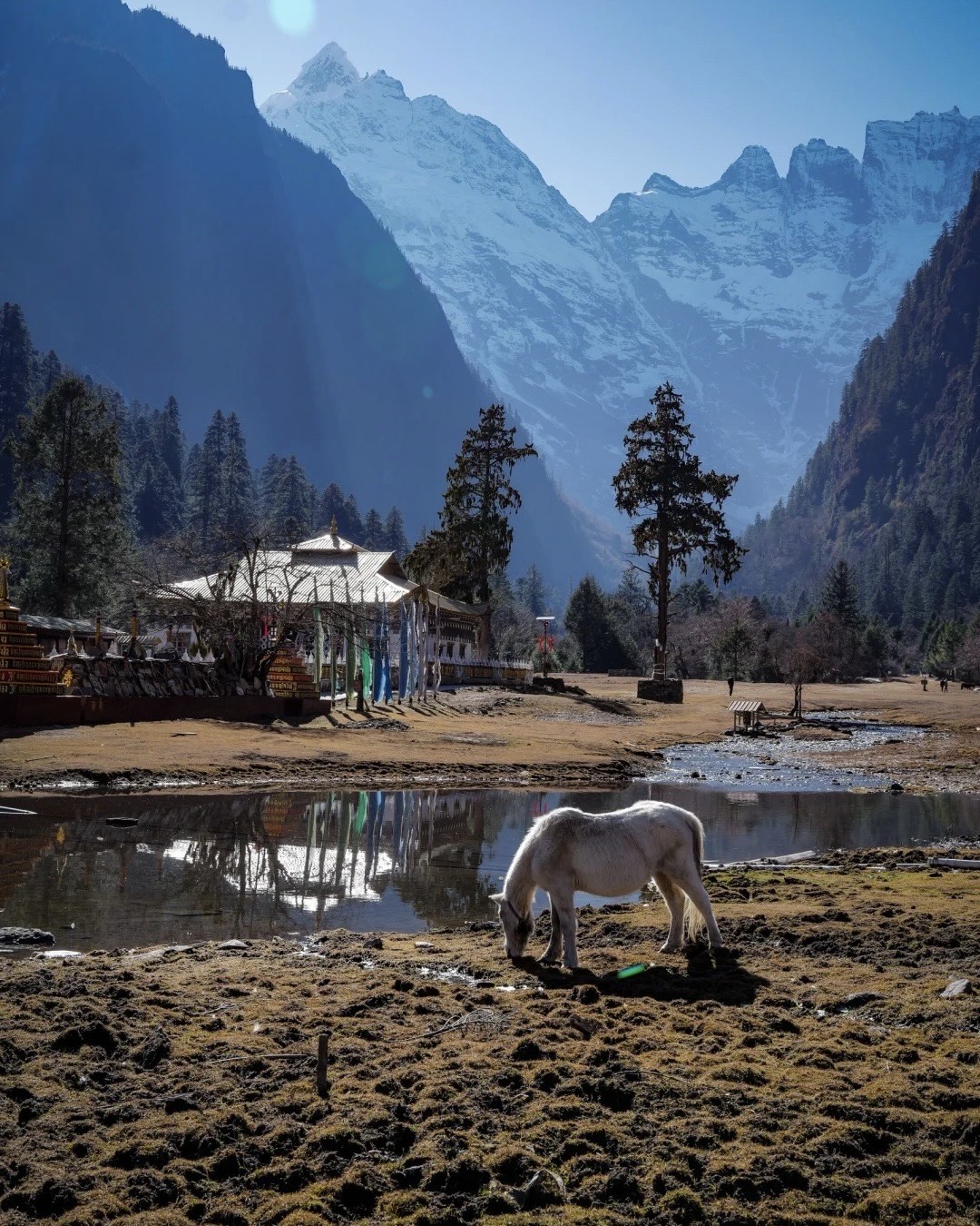 White horse grazing by a pool near a Tibetan white temple and stupas, framed by pine forest and snow peaks in Yubeng valley.