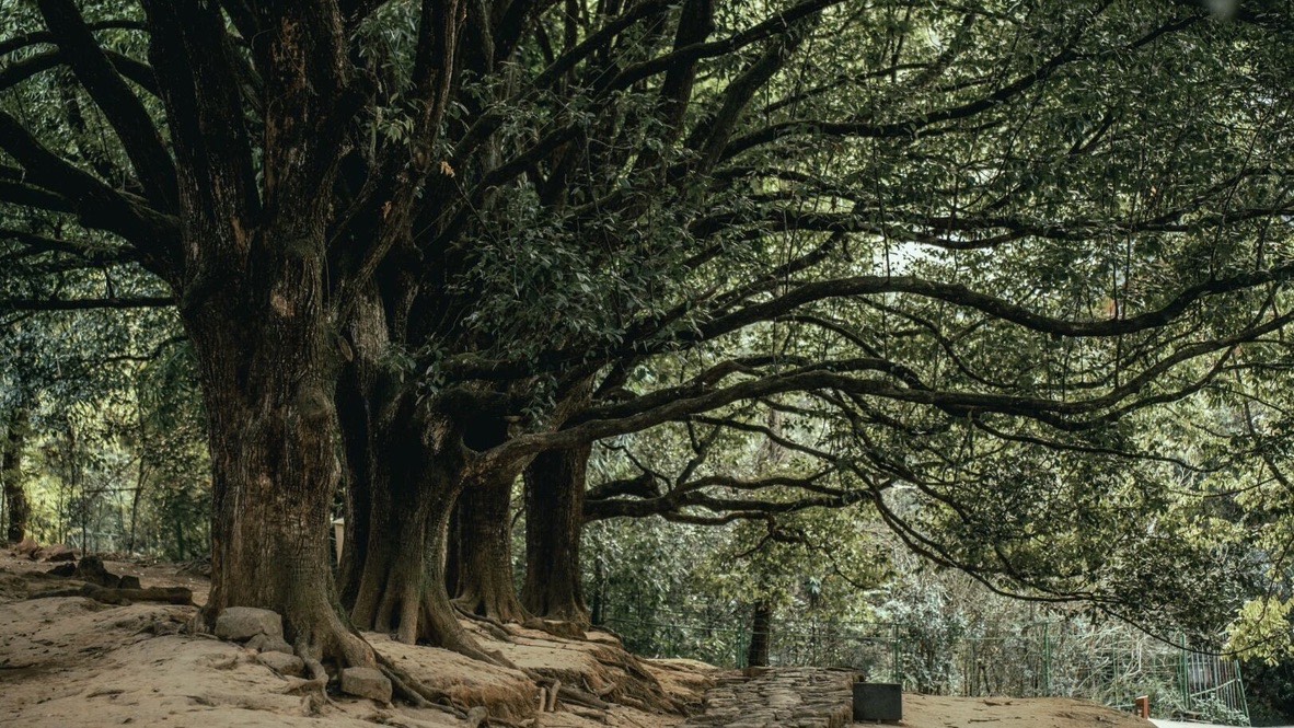 A row of large old trees with spreading branches lining an earthen forest trail on Gaoligong Mountain.