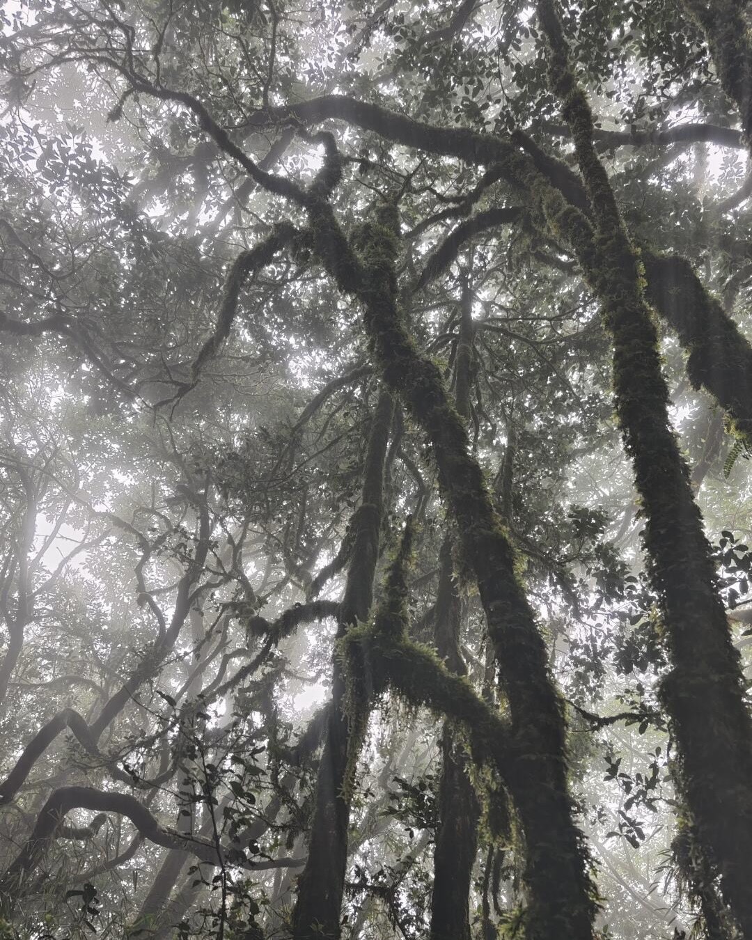 Looking up through mist at moss-draped trunks and a tangled forest canopy on a Gaoligong Mountain hike.