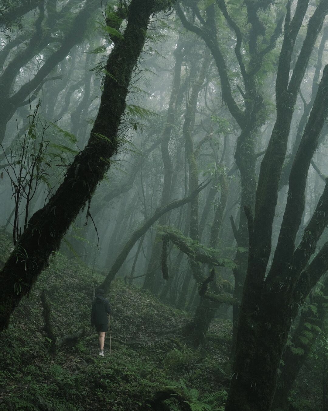 Hiker on a trail through a misty forest of moss-draped, fern-covered trees on Gaoligong Mountain near Tengchong.