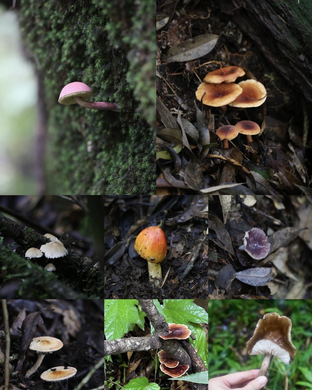 Collage of assorted wild mushrooms of varied colours found on the forest floor of Gaoligong Mountain.