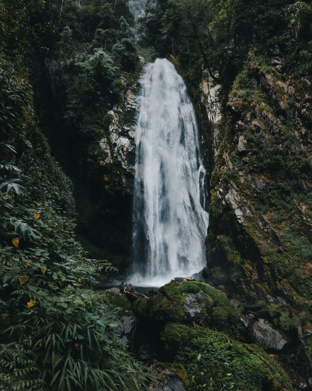 A tall waterfall cascading down a mossy cliff into a pool, framed by dense green subtropical forest and ferns.
